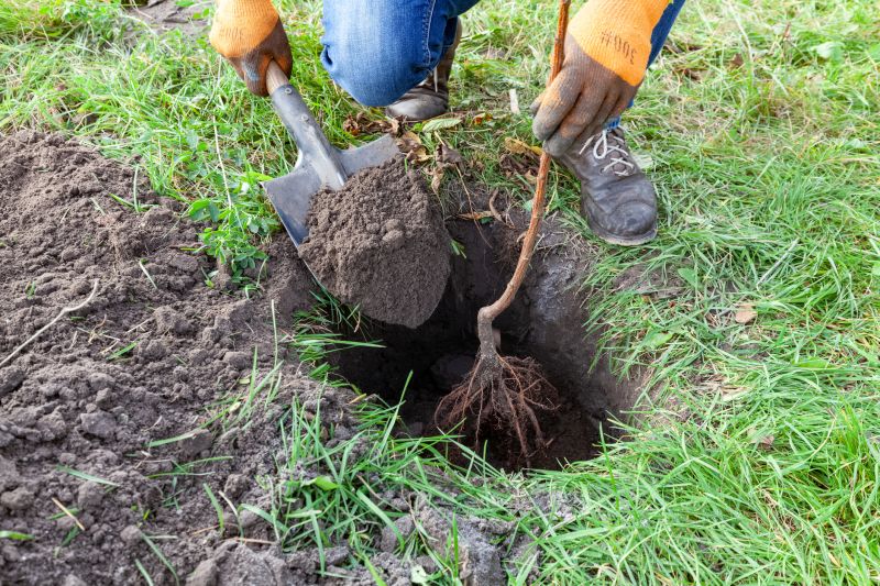 Tree Planting Service