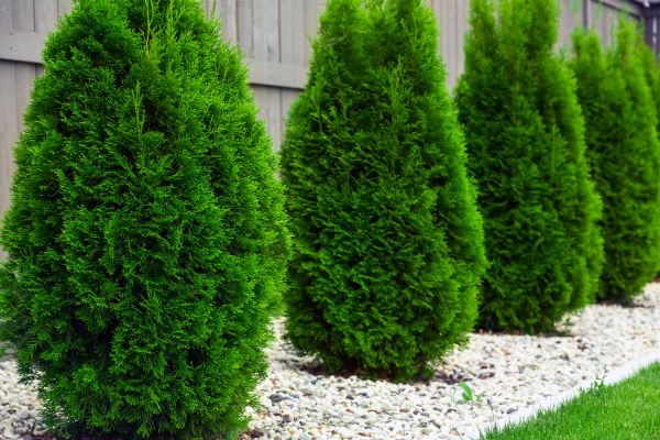 Arborvitae Planting in Concord