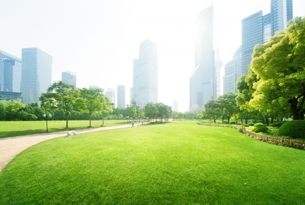 Commercial Landscape Maintenance in Concord