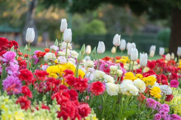 Gardening Service in Concord