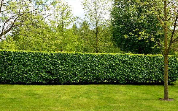 Hedge Planting in Concord
