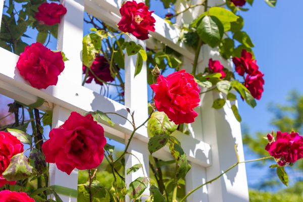 Home Gardening Service in Concord
