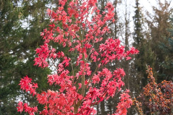 Japanese Maple Planting in Concord
