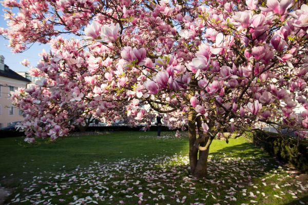 Magnolia Tree Planting in Concord