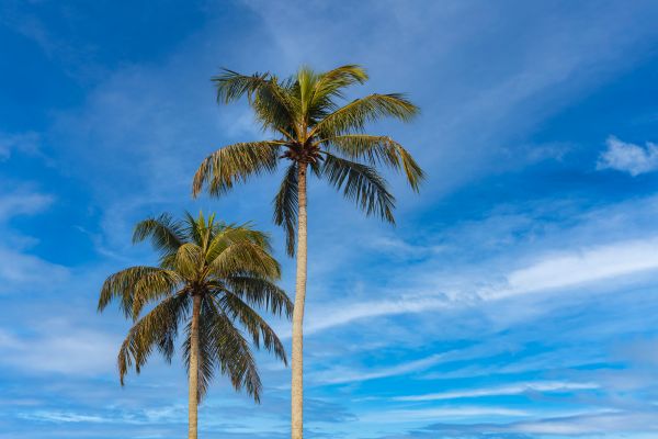 Palm Tree Planting in Concord