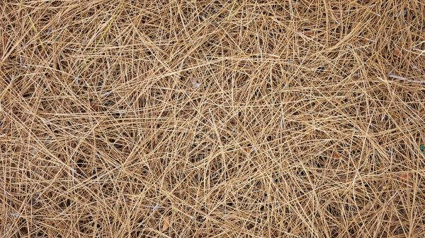 Pine Needles Delivery in Concord