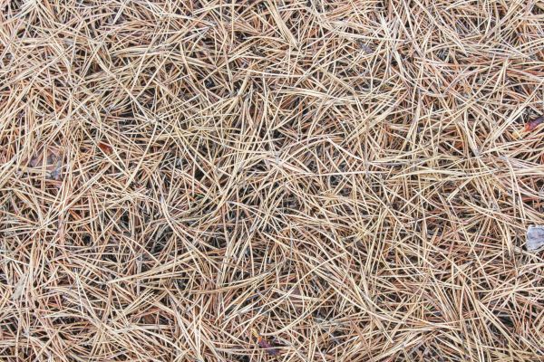 Pine Straw Installation in Concord