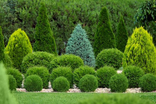 Shrub Replacement in Concord