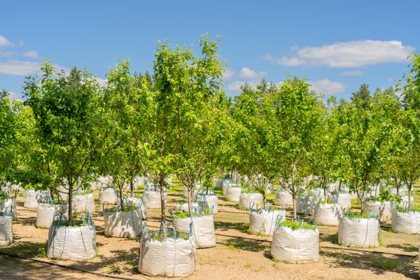 Tree Planting Service in Concord