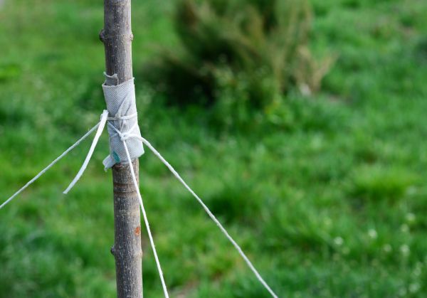 Tree Staking Service in Concord