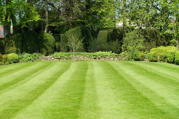 Lawn Renovation in Concord