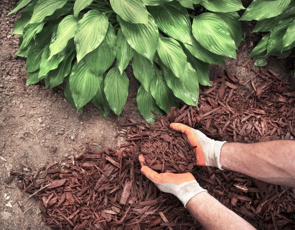 Shredded Mulch Service in Concord
