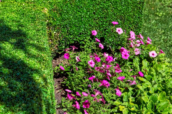 Softscaping Service in Concord