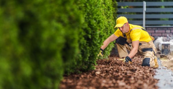 Cypress Mulch Installation in Concord