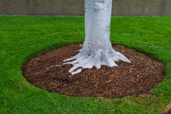 Brown Mulch Installation in Concord