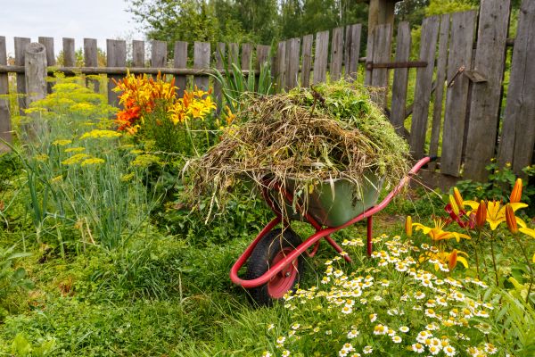 Garden Cleanup Service in Concord