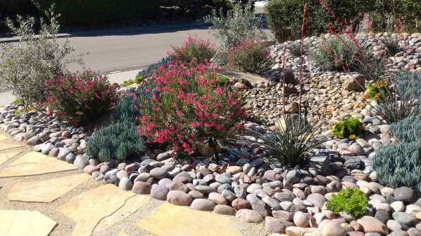 Xeriscape Landscaping in Concord
