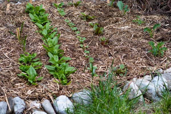 Mulch Service in Concord