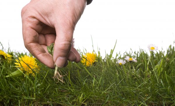 Lawn Weeding in Concord