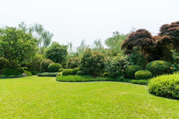 Tree Landscaping in Concord