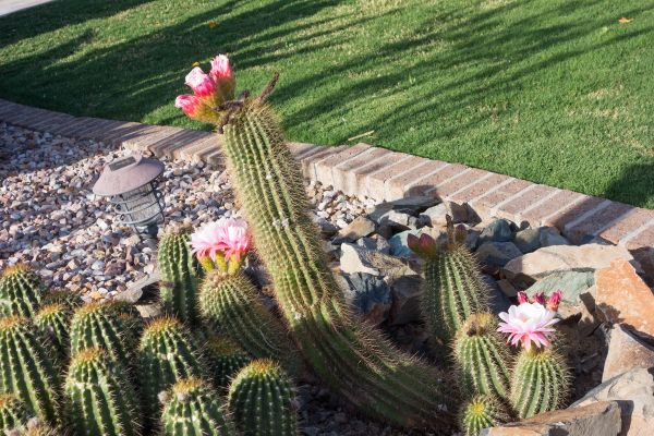 Desert Landscaping in Concord