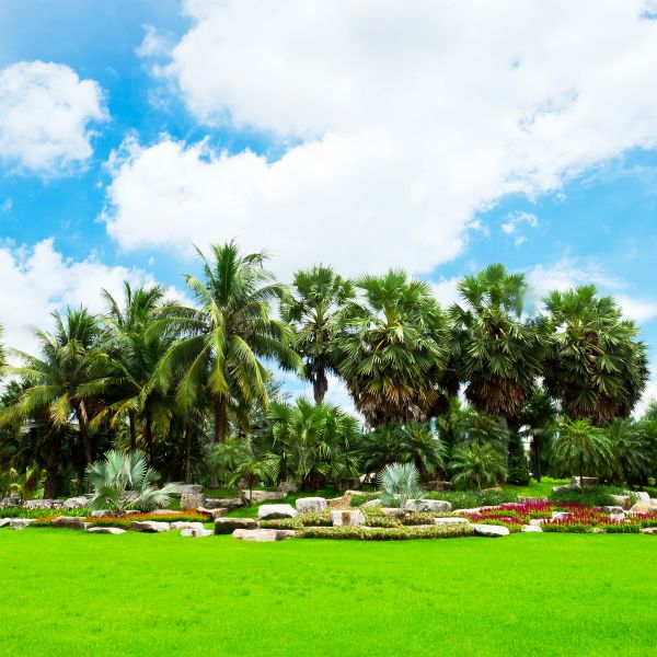 Tropical Landscaping in Concord