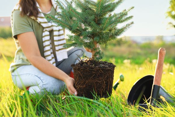 Spruce Tree Planting in Concord