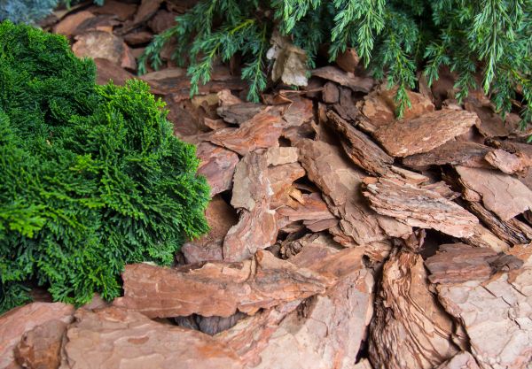Pine Bark Installation in Concord
