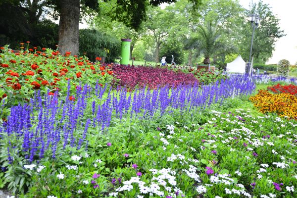 Perennials Planting in Concord