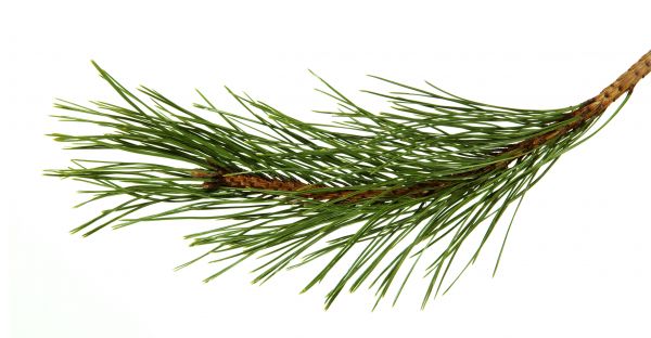 Pine Needles Installation in Concord