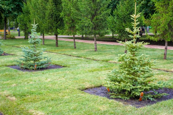 Privacy Trees Planting in Concord