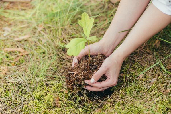 Oak Tree Planting in Concord