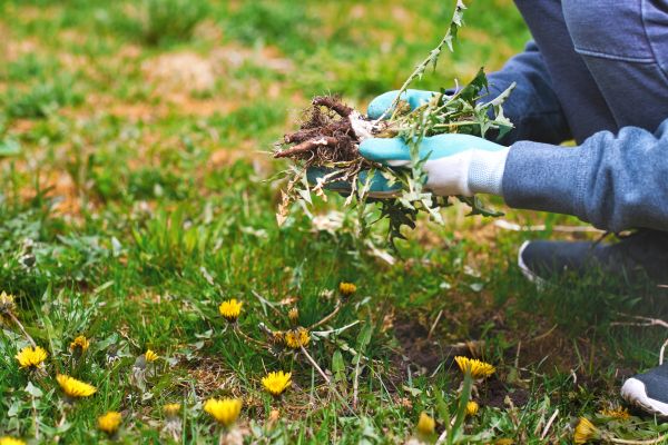 Flower Bed Clearing in Concord