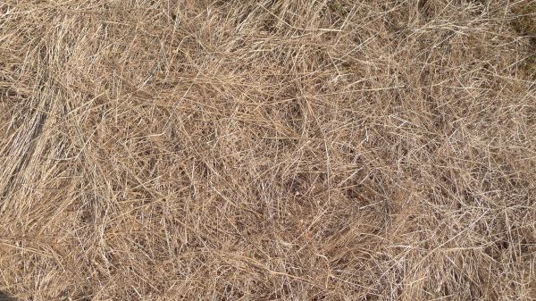 Pine Straw Replacement in Concord