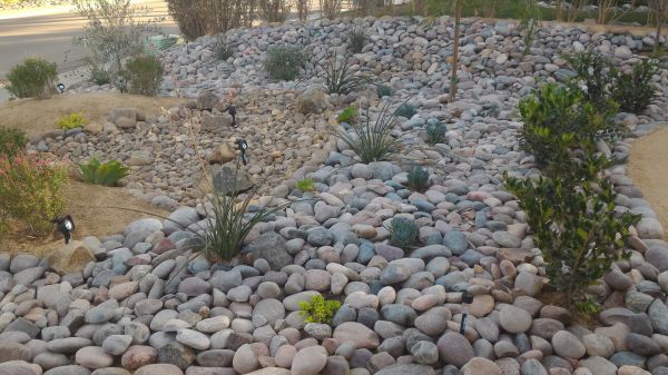 Yard Xeriscaping in Concord