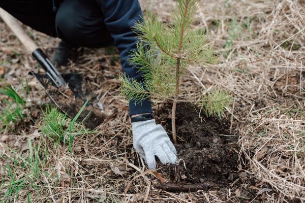 Pine Tree Planting in Concord