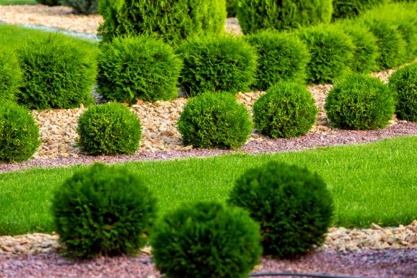 Bush Replacement in Concord