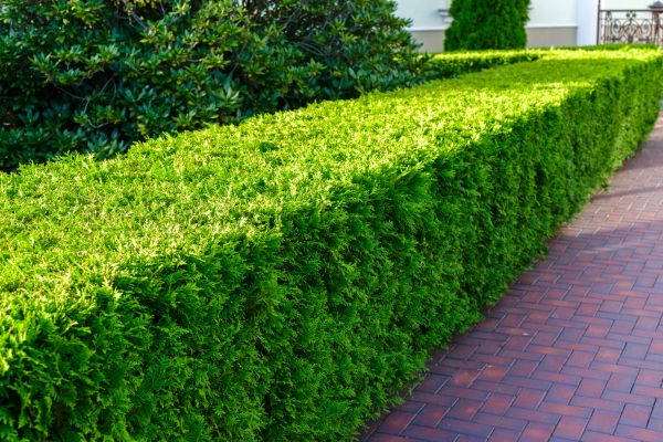 Hedge Installation in Concord