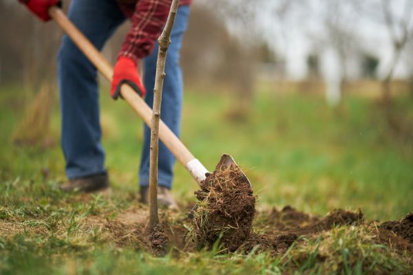 Trees Planting in Concord