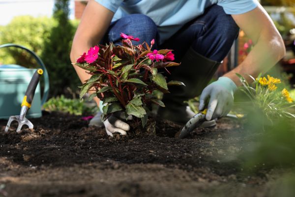 Plant Replacement in Concord