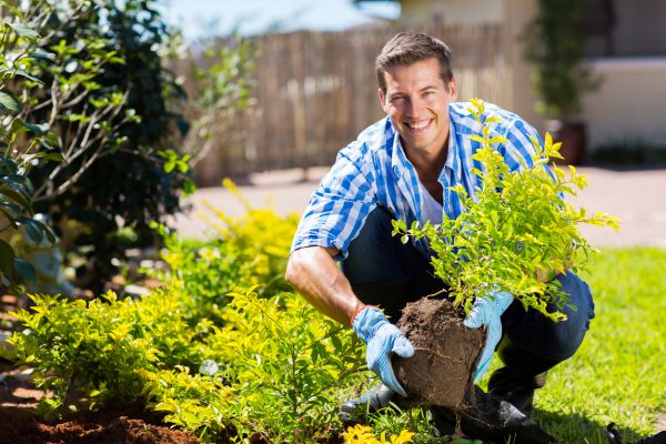 Shrub Landscaping in Concord