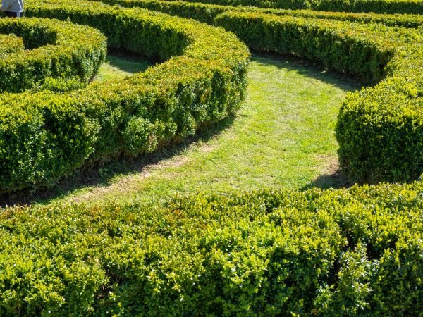 Bush Landscaping in Concord