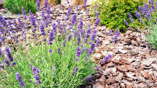 Pine Bark Landscaping in Concord