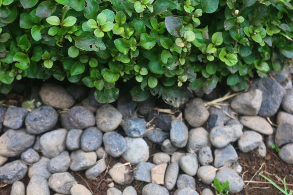 River Stone Installation in Concord