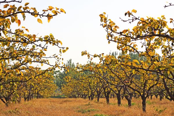 Pear Tree Planting in Concord
