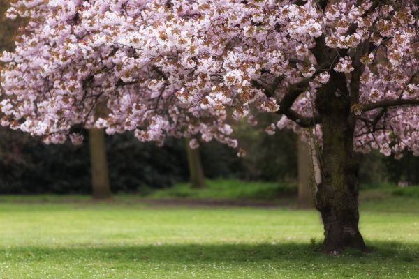Cherry Tree Planting in Concord