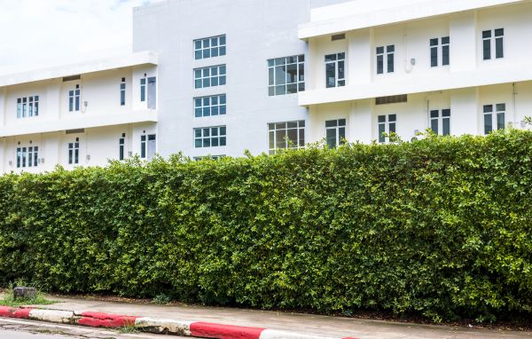 Privacy Landscaping in Concord