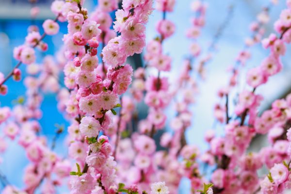 Japanese Cherry Tree Planting in Concord