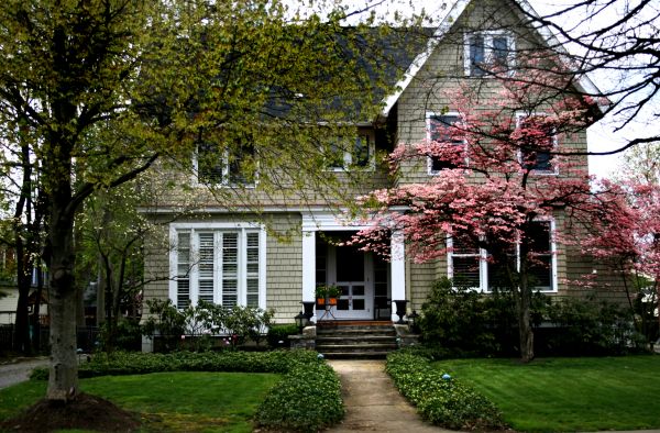 Ornamental Tree Planting in Concord