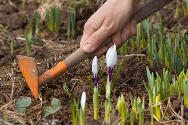 Flower Garden Weeding in Concord
